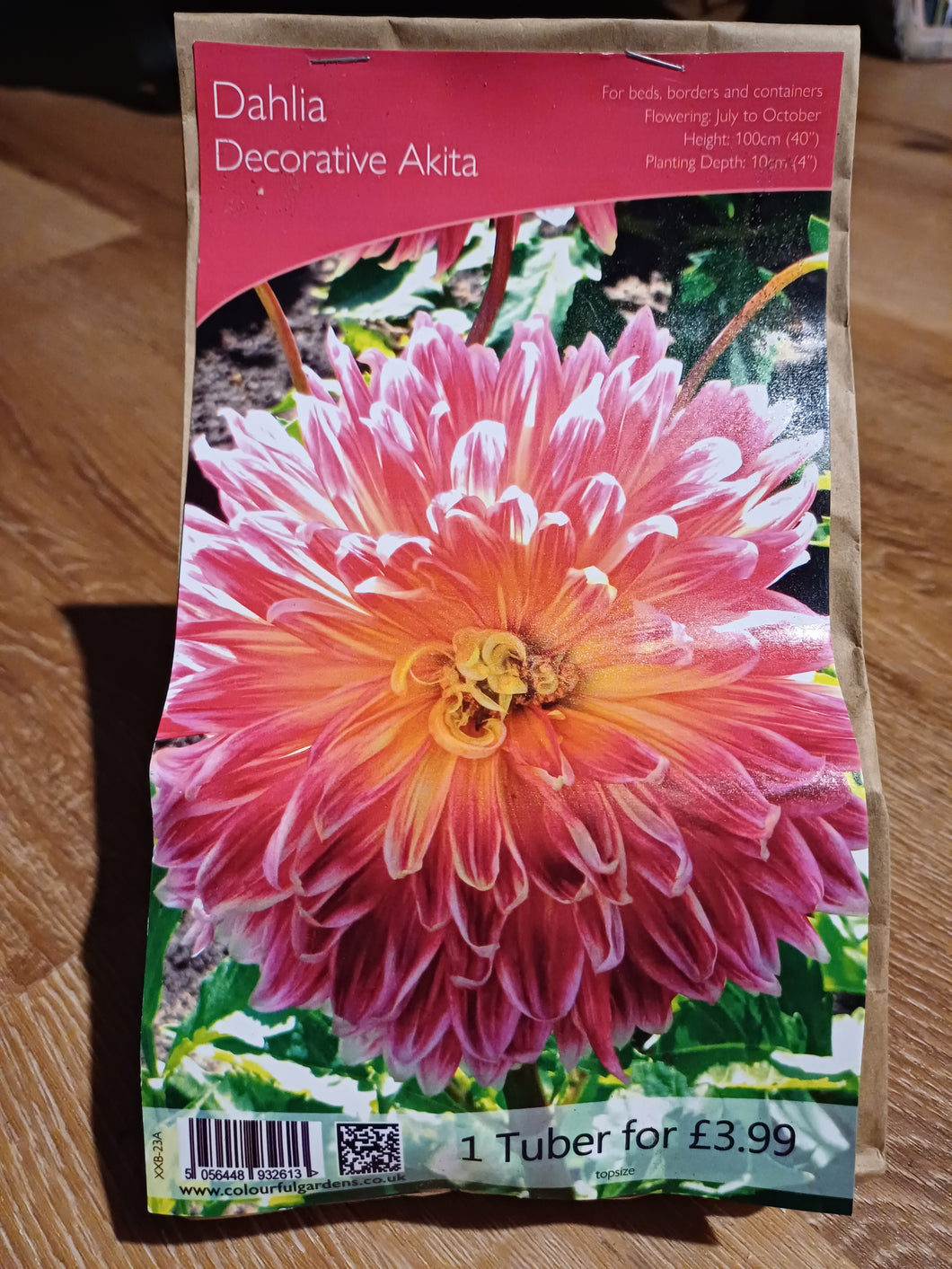 🌸 Dahlia Decorative Akita 1 Tuber