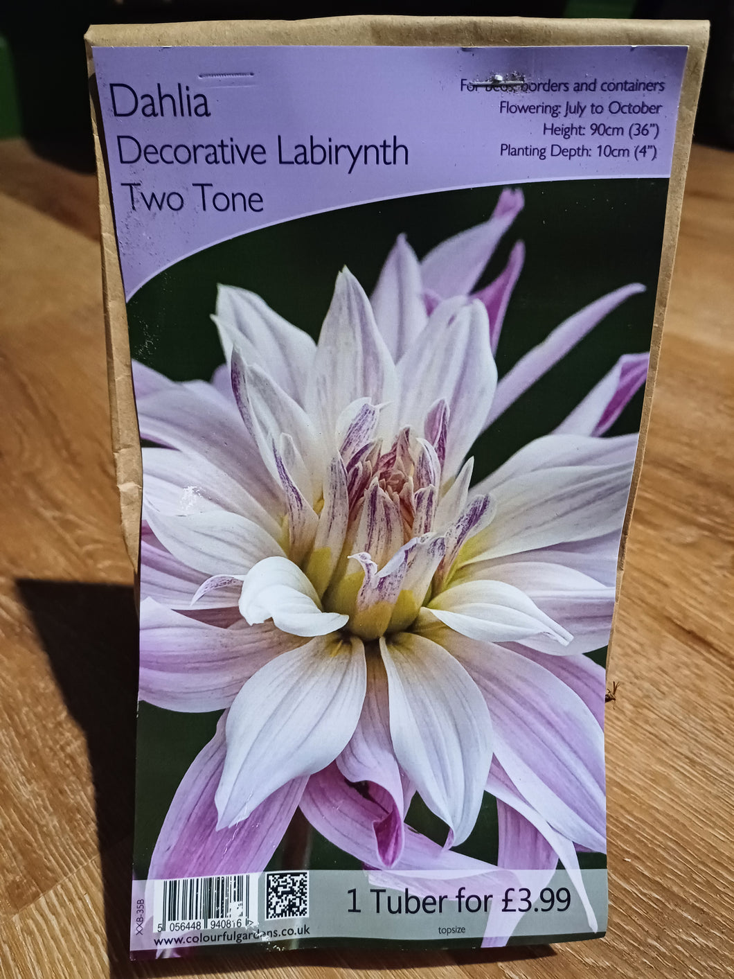 🌸 Dahlia Decorative Labirynth Two Tone 1 Tuber