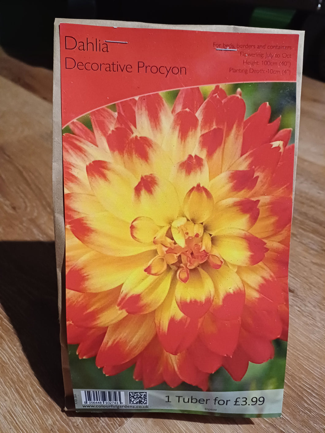 🌸 Dahlia Decorative Procyon 1 Tuber