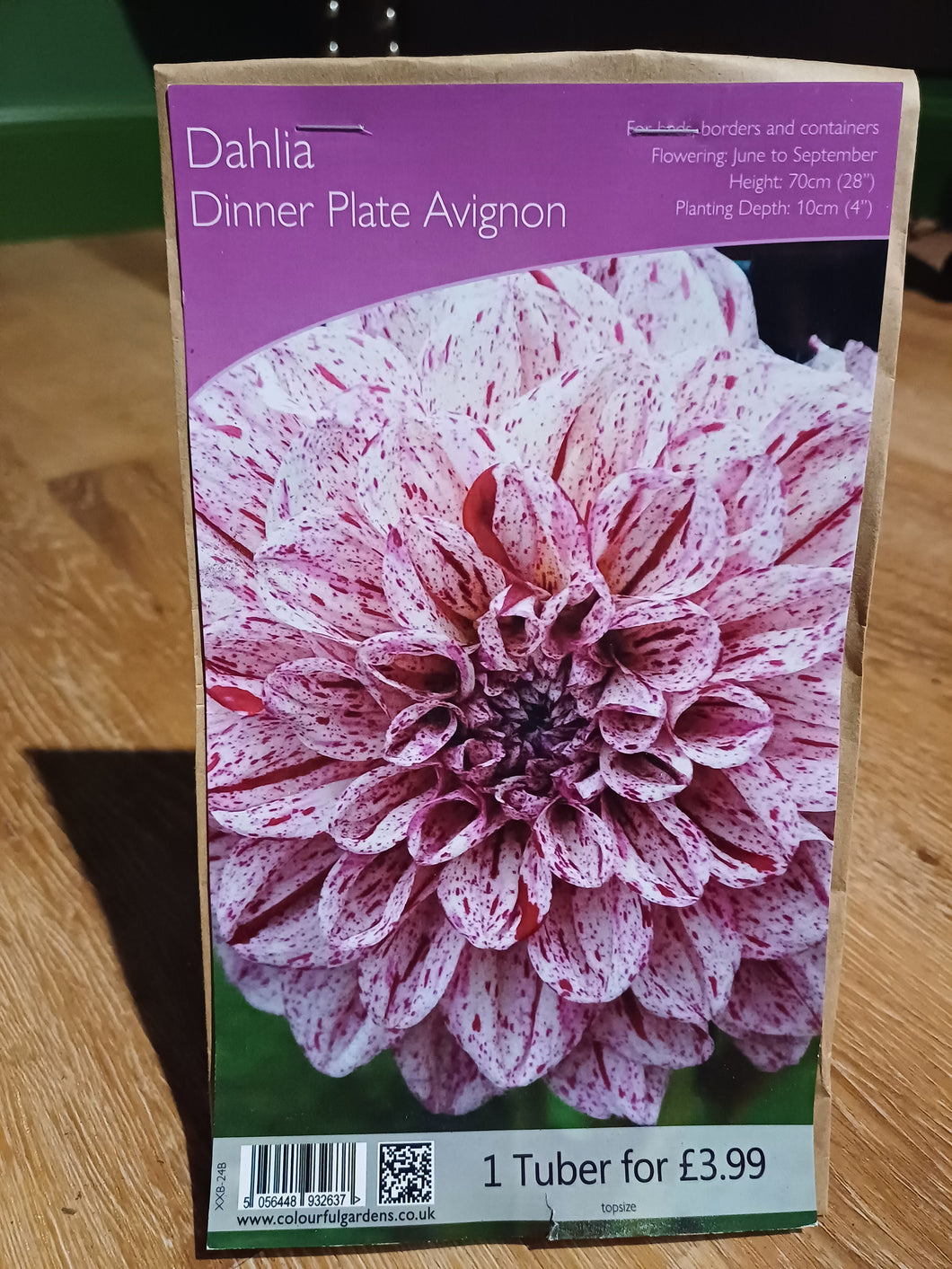 🌸 Dahlia Dinner Plate Avignon 1 Tuber