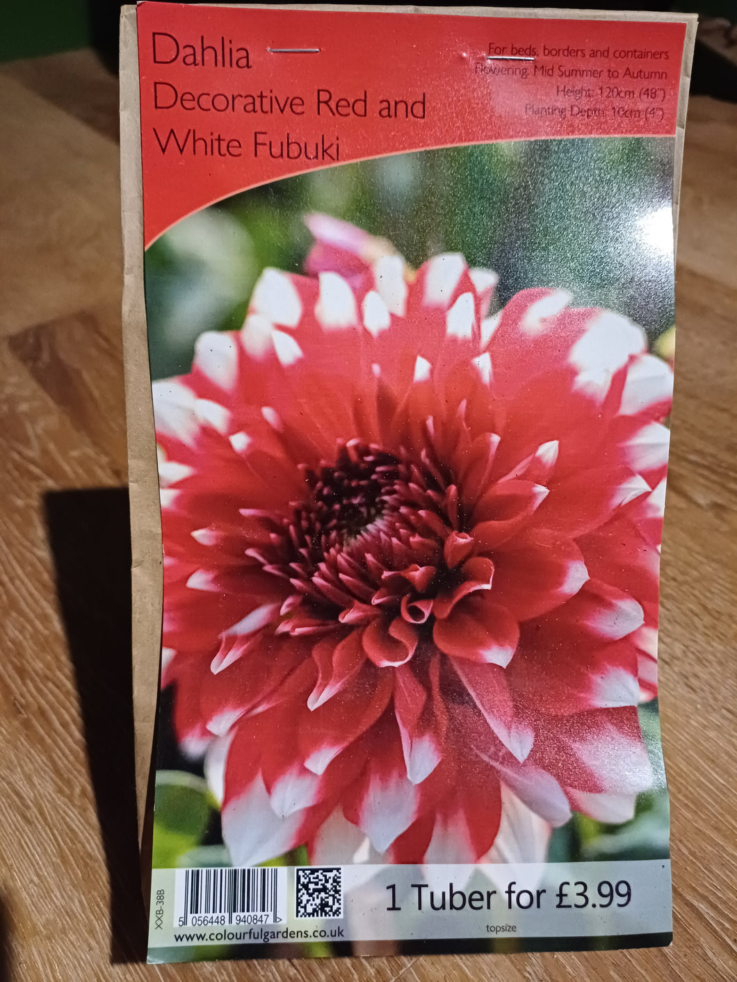 🌸 Dahlia Decorative Red & White Fubuki 1 Tuber