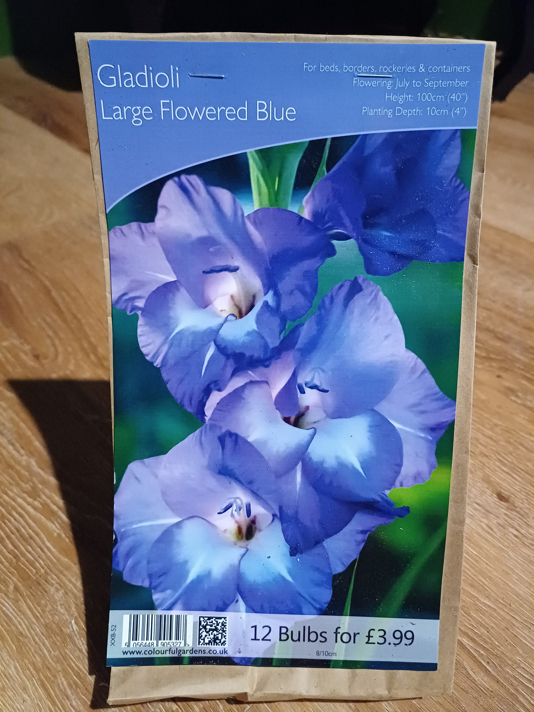 🌸 Gladioli Large Flowered Blue 12 Bulbs