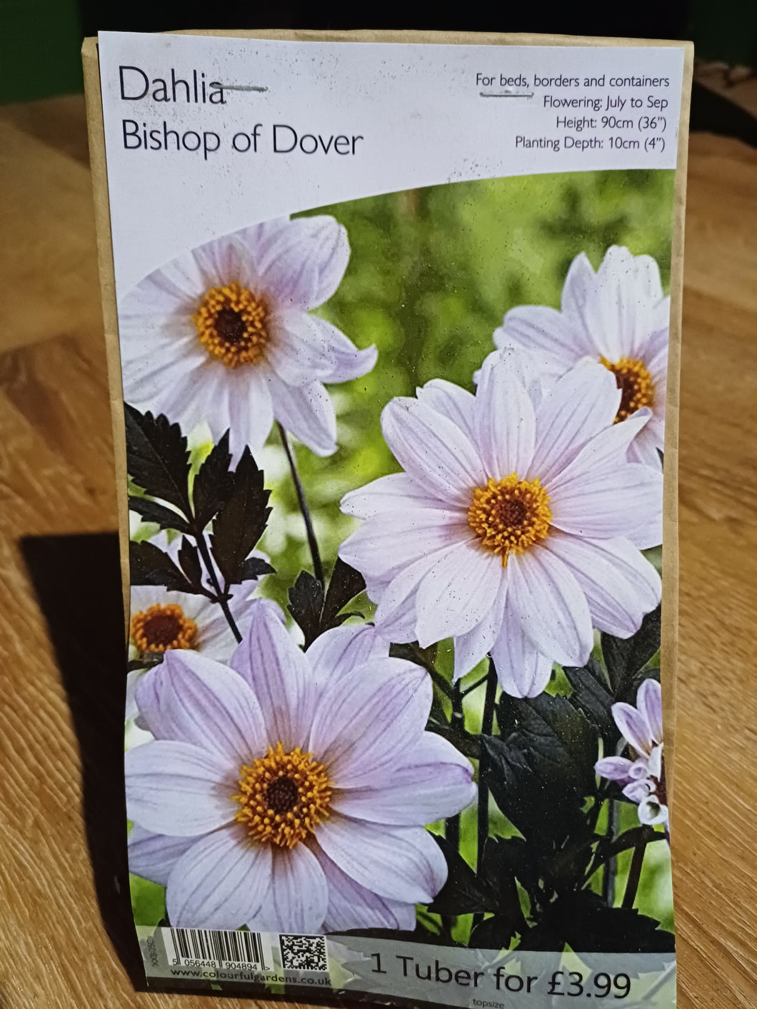 🌸 Dahlia Bishop of Dover 1 Tuber