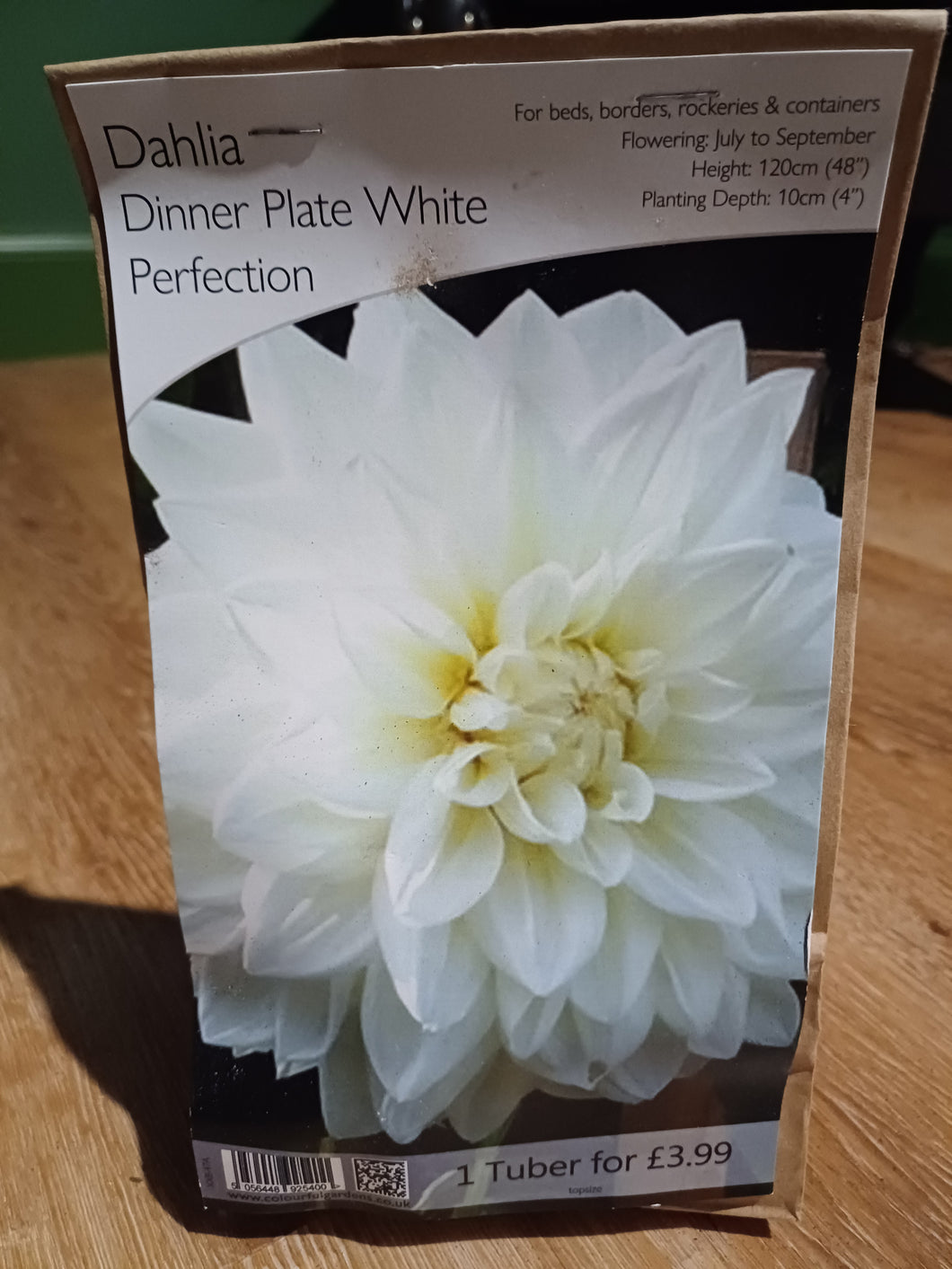 🌸 Dahlia Dinner Plate White Perfection 1 Tuber