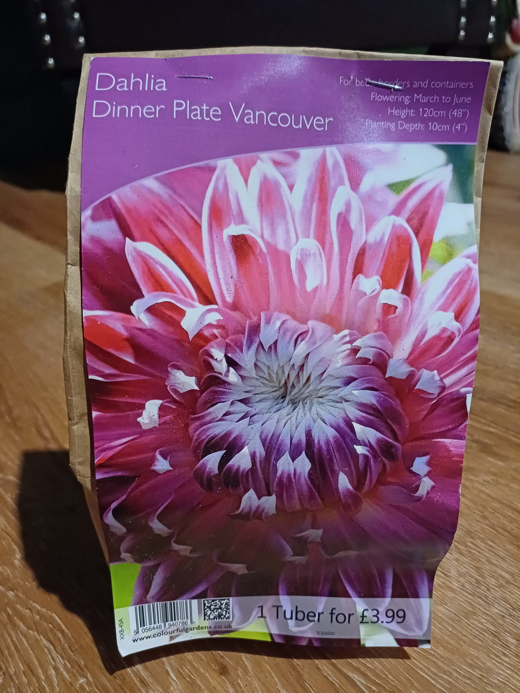 🌸 Dahlia Dinner Plate Vancouver 1 Tuber