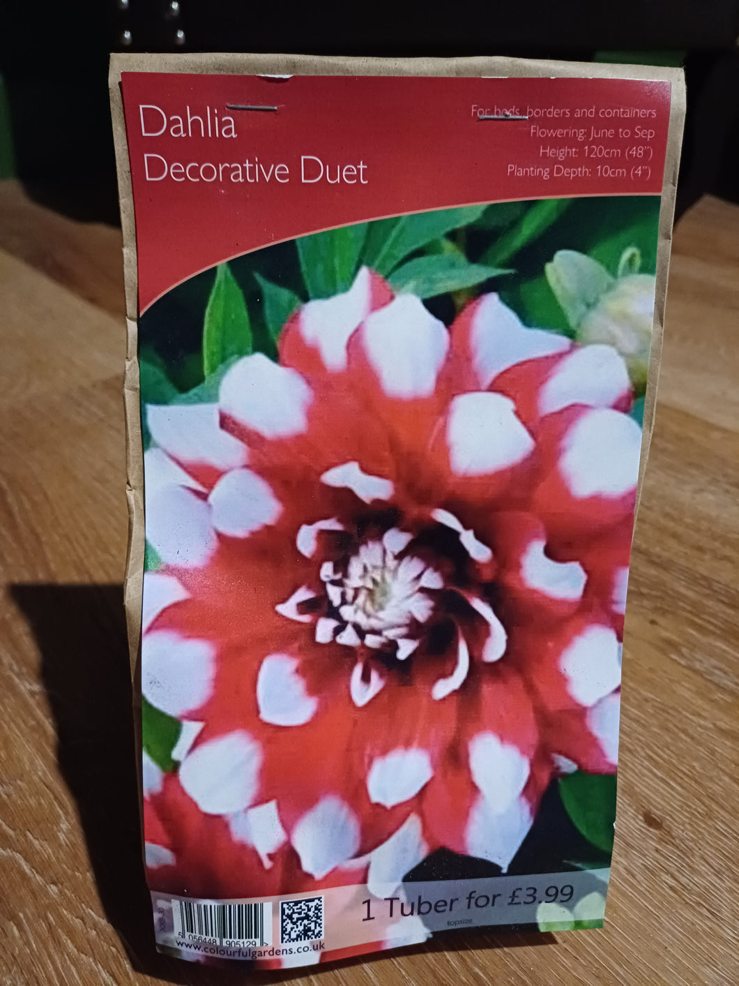 🌸 Dahlia Decorative Duet