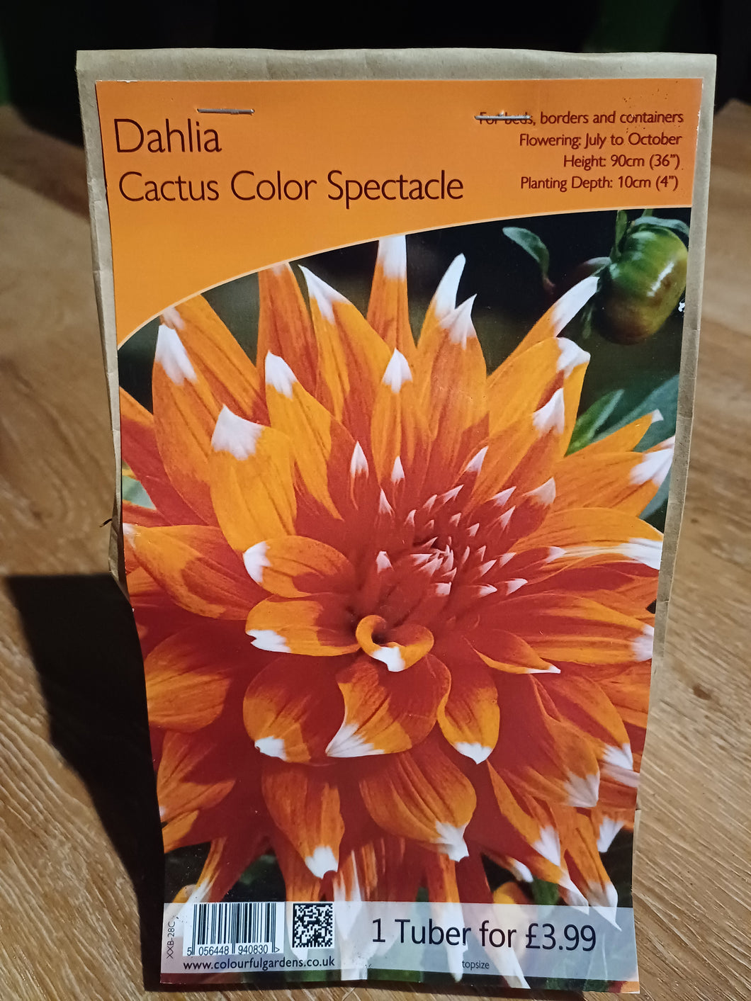 🌸 Dahlia Cactus Color Spectacle 1 Tuber