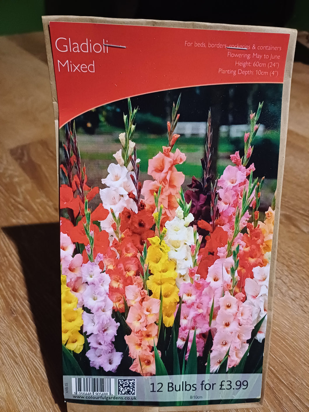 🌸 Gladioli Mixed 12 Bulbs