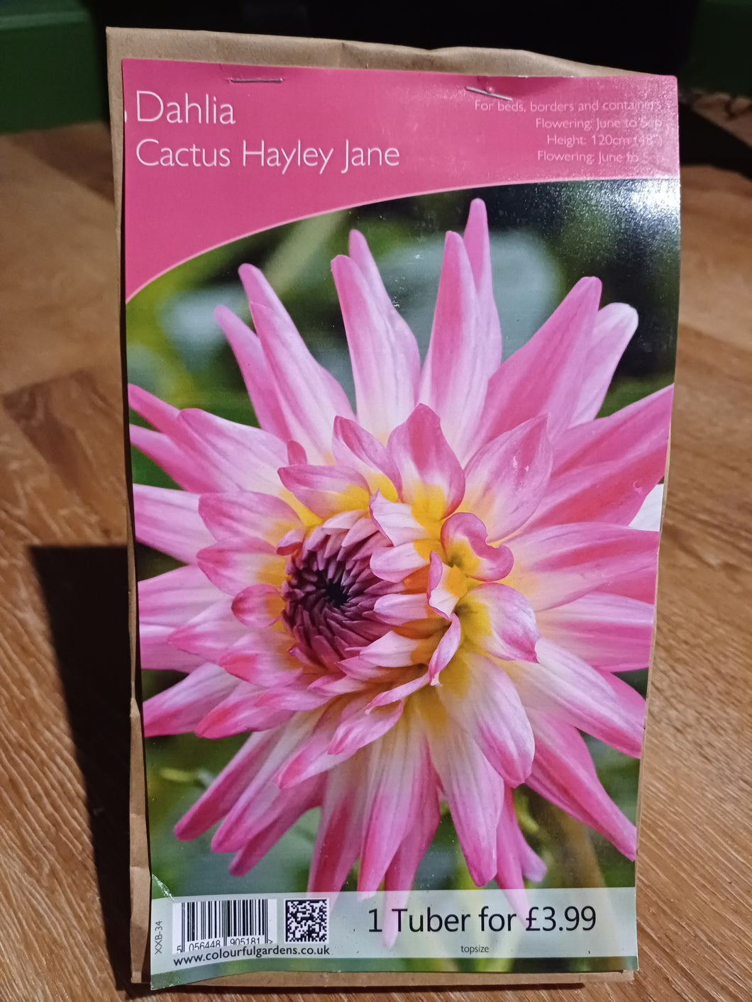 🌸 Dahlia Cactus Hayley Jane 1 Tuber