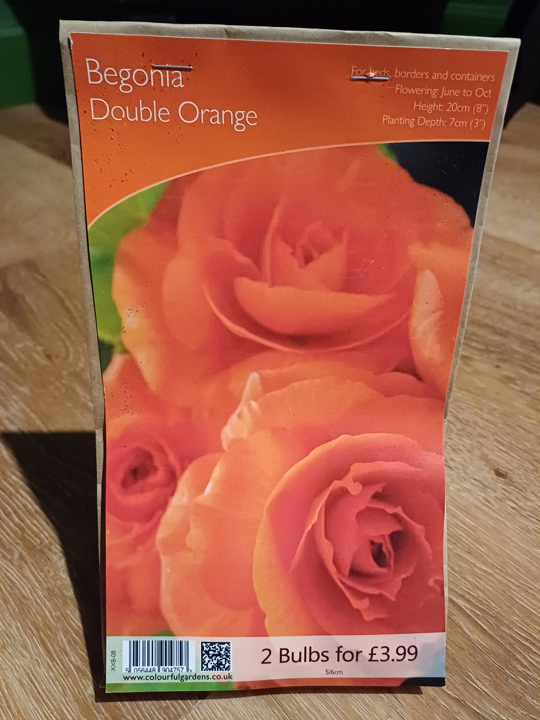 🌸 Begonia Double Orange 2 Bulbs