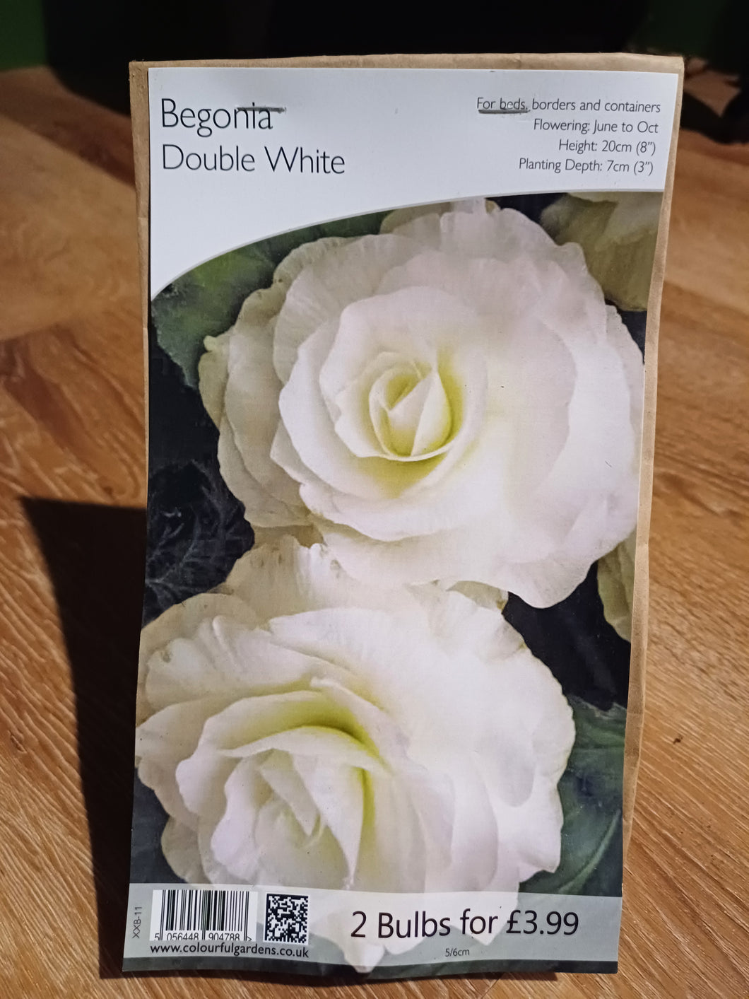 🌸 Begonia Double White 2 Bulbs