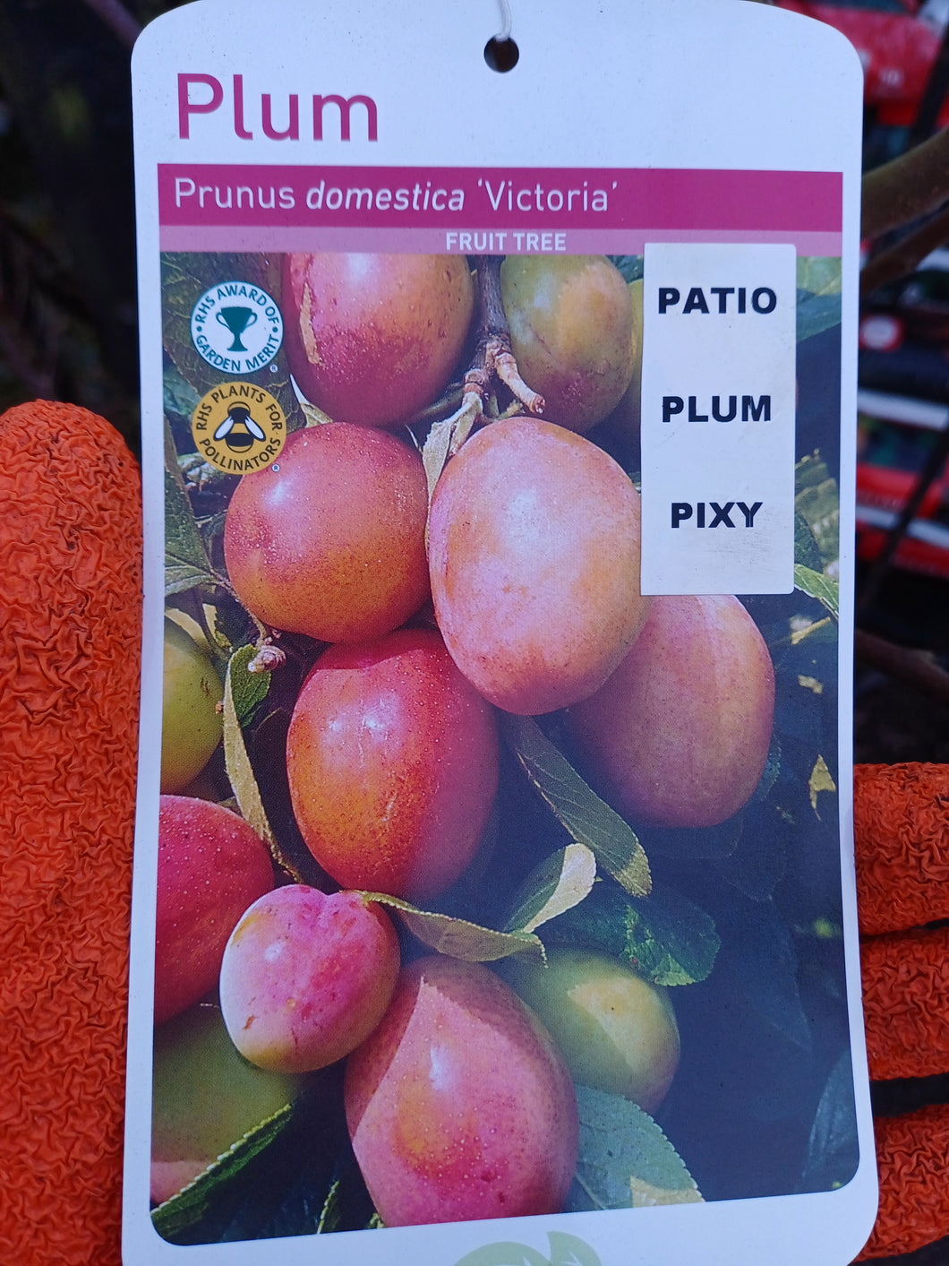 PLUM Prunus Domestica VICTORIA