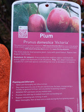 Load image into Gallery viewer, PLUM Prunus Domestica VICTORIA
