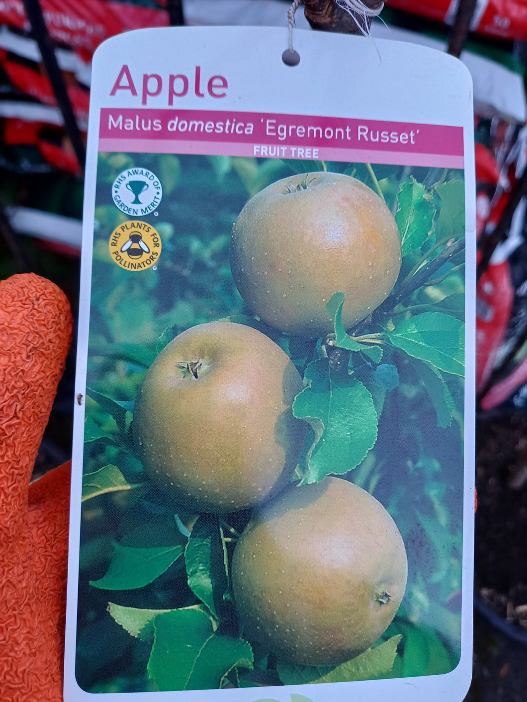 APPLE domestica ENGREMONT RUSSET