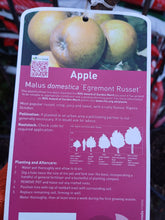 Load image into Gallery viewer, APPLE domestica ENGREMONT RUSSET
