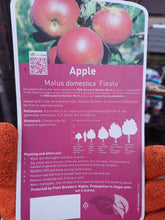 Load image into Gallery viewer, APPLE malus domestica FIESTA
