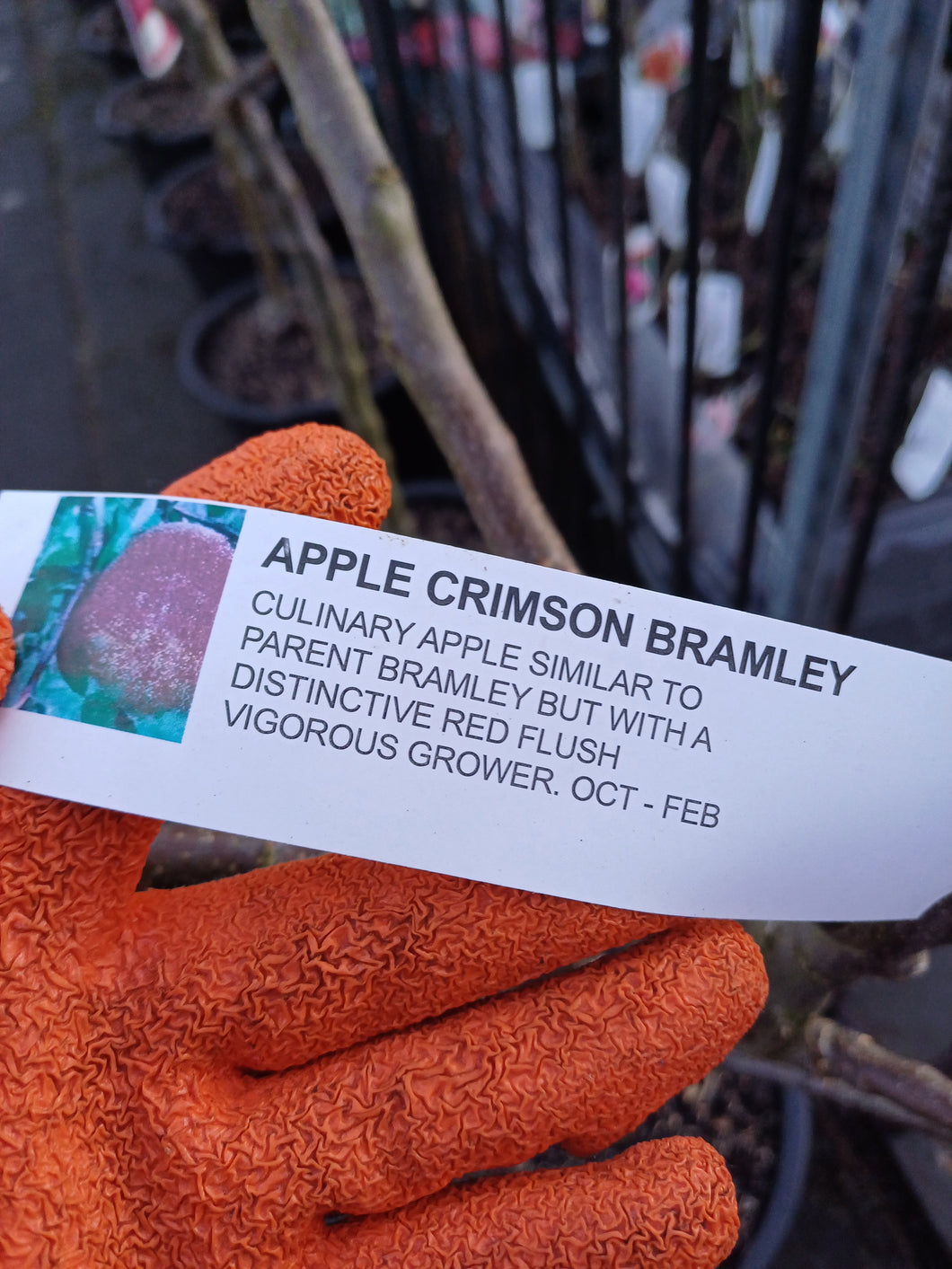 APPLE CRIMSON BRAMLEY