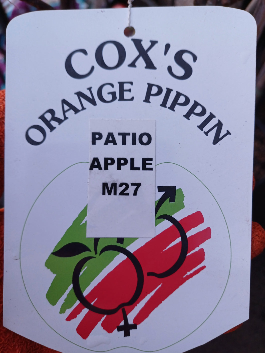 APPLE COX'S ORANGE PIPPIN