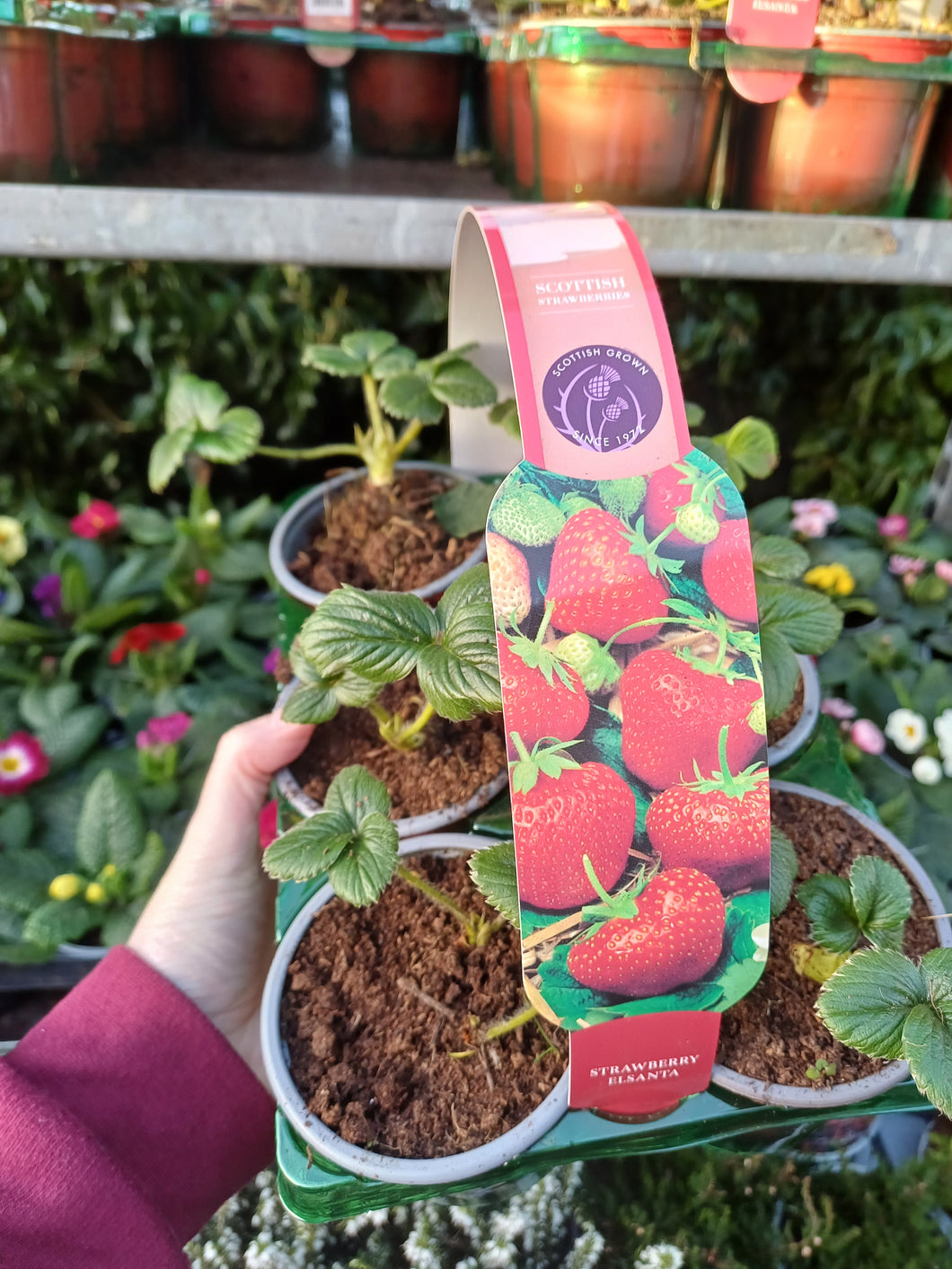 Strawberry Plant 6 Pack Elsanta