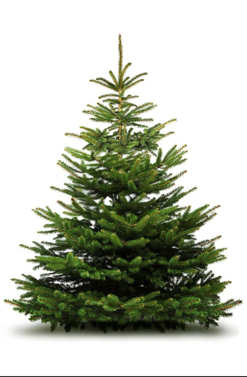 🌲 PREMIUM Real Cut Tree Nordmann 6ft The Rowan Tree Garden Centre