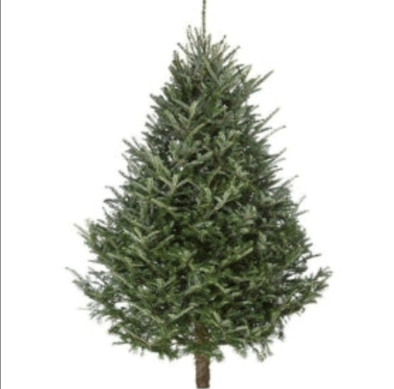 🌲 PREMIUM Real Cut Tree Fraser Fir 6-7 ft