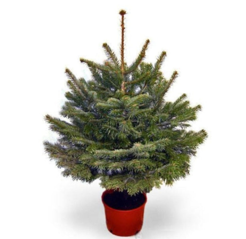 🌲 POT GROWN Nordmann 100 - 125 cm