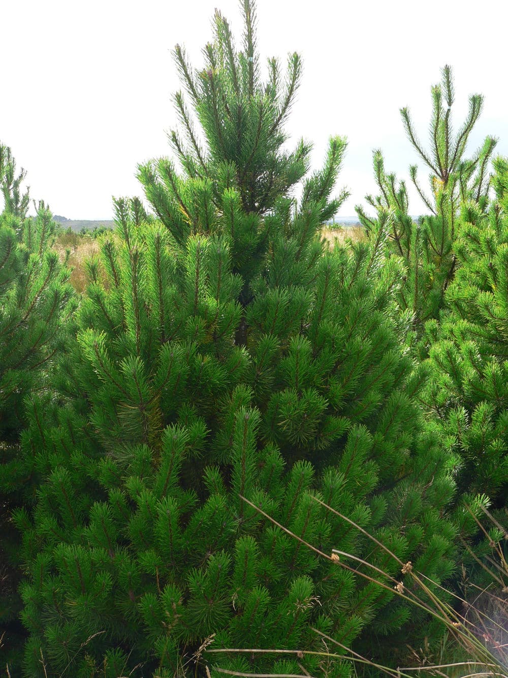 🌲 Real cut Lodgepole Pine 7ft