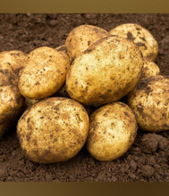 Load image into Gallery viewer, Premium SPUDMAN Seed Potatoes - 2kg Melody (Baking Potatoes)
