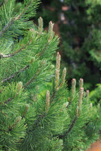 Load image into Gallery viewer, 🌲 Real cut Lodgepole Pine 7ft
