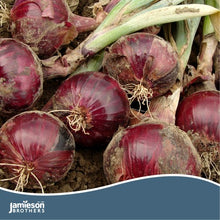 Load image into Gallery viewer, Jamieson Bros PREMIUM - Red Baron Onion 50pc
